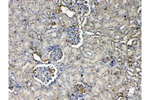 IHC testing of FFPE mouse kidney tissue with Thrombopoietin antibody at 1ug/ml. (Thrombopoietin Antikörper)
