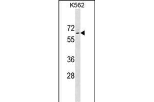 TP63 Antibody (Ascites) ABIN1539985 western blot analysis in K562 cell line lysates (35 μg/lane). (p63 Antikörper  (AA 651-680))