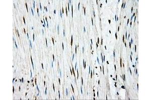 Immunohistochemical staining of paraffin-embedded Kidney tissue using anti-APP mouse monoclonal antibody. (APP Antikörper)
