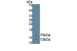 Detection of Recombinant NT3, Mouse using Polyclonal Antibody to Neurotrophin 3 (NT3) (Neurotrophin 3 Antikörper  (AA 21-139))