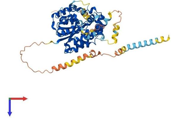 CHST7 Protein (AA 1-484) (His tag)