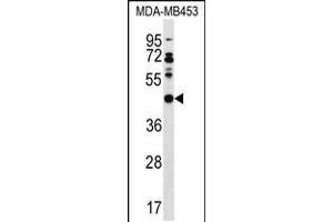 Western blot analysis in MDA-MB453 cell line lysates (35ug/lane). (DNAJB5 Antikörper  (C-Term))