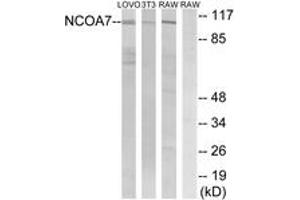 Western blot analysis of extracts from LOVO/NIH-3T3/RAW264. (NCOA7 Antikörper  (AA 422-471))