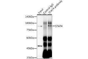 Immunoprecipitation analysis of 300 μg extracts of HeLa cells using 3 μg ST antibody (ABIN1681118, ABIN7101700, ABIN7101701 and ABIN7101702). (STAT4 Antikörper)