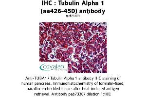 Image no. 1 for anti-alpha Tubulin (TUBA1) (AA 426-450) antibody (ABIN1740442) (alpha Tubulin Antikörper  (AA 426-450))