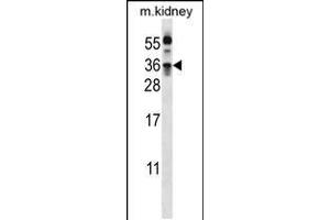 Western blot analysis in mouse kidney tissue lysates (35ug/lane). (Kallikrein 8 Antikörper  (AA 143-172))