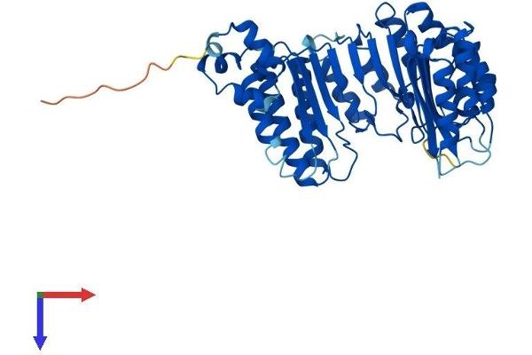 FBXO39 Protein (AA 1-443) (His tag)