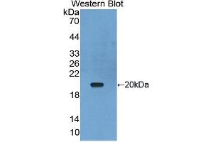 Western Blotting (WB) image for anti-Tumor Necrosis Factor (Ligand) Superfamily, Member 13 (TNFSF13) (AA 105-250) antibody (ABIN5014475)