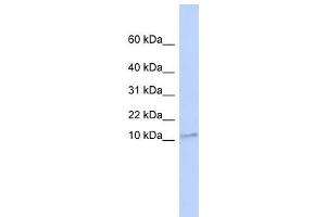 TMEM93 antibody used at 1 ug/ml to detect target protein. (TMEM93 Antikörper  (N-Term))