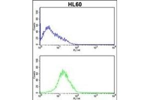 SERPINB7 Antibody (Center) (ABIN652538 and ABIN2842363) flow cytometric analysis of HL60 cells (bottom histogram) compared to a negative control cell (top histogram). (SERPINB7 Antikörper  (AA 108-137))