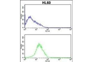 Flow Cytometry (FACS) image for anti-serpin Peptidase Inhibitor, Clade B (Ovalbumin), Member 7 (SERPINB7) (AA 108-137) antibody (ABIN652538)