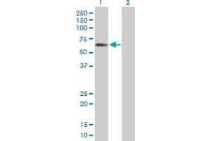 Western Blot analysis of STAU2 expression in transfected 293T cell line by STAU2 MaxPab polyclonal antibody. (Double-stranded RNA-binding protein Staufen homolog 2 (STAU2) (AA 1-479) Antikörper)