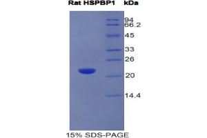 SDS-PAGE analysis of Rat HSPBP1 Protein. (HSPBP1 Protein)