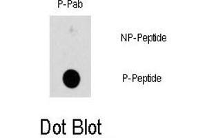Image no. 1 for anti-Heat Shock 27kDa Protein 1 (HSPB1) (pSer78) antibody (ABIN358314) (HSP27 Antikörper  (pSer78))