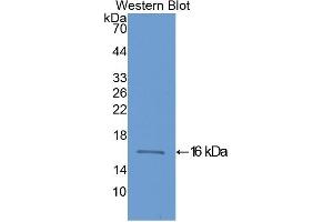 Western Blotting (WB) image for anti-Fatty Acid Binding Protein 3, Muscle and Heart (FABP3) (AA 1-133) antibody (ABIN7433315)