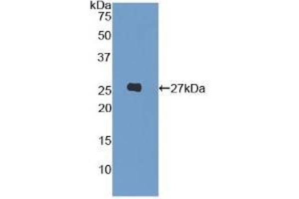 LILRA3 抗体  (AA 219-438)