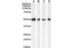 ABIN185279 staining (0. (TXNDC5 Antikörper  (C-Term))