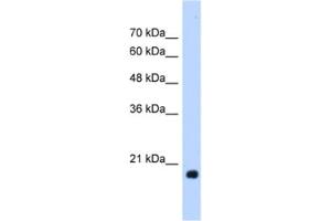 Western Blotting (WB) image for anti-Heat Shock Protein, alpha-Crystallin-Related, B6 (HSPB6) antibody (ABIN2463182) (HSPB6 Antikörper)