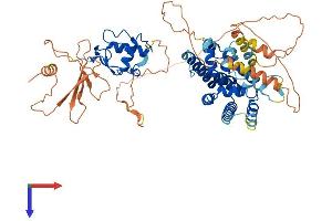 NR2C1 Protein (AA 1-590) (His tag)