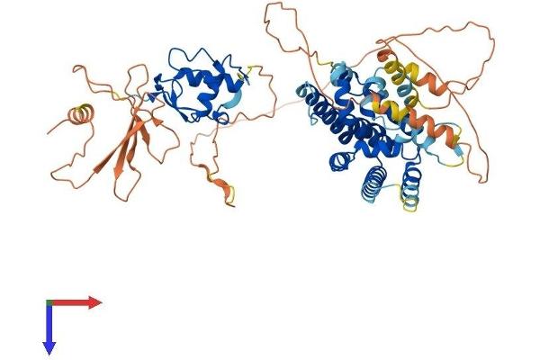 NR2C1 Protein (AA 1-590) (His tag)