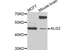 Western blot analysis of extracts of MCF7 and mouse brain cells, using ALG2 antibody. (ALG2 Antikörper)