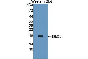 Figure. (DUSP5 Antikörper  (AA 1-135))