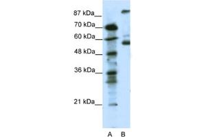 Western Blotting (WB) image for anti-5-Hydroxytryptamine (serotonin) Receptor 7 (Adenylate Cyclase-Coupled) (HTR7) antibody (ABIN2463754) (HTR7 Antikörper)