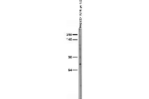 Adult rat brain membrane immunoblot.
