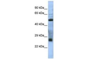 Image no. 1 for anti-Chromosome 7 Open Reading Frame 62 (C7orf62) (AA 35-84) antibody (ABIN6741342) (C7orf62 Antikörper  (AA 35-84))
