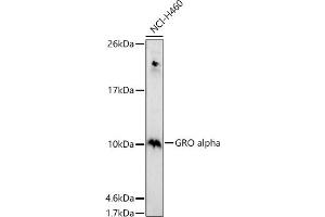 Western blot analysis of extracts of NCI-H460 cells, using GRO alpha antibody (ABIN6130150, ABIN6139267, ABIN6139268 and ABIN6221487) at 1:1000 dilution. (CXCL1 Antikörper  (AA 1-107))