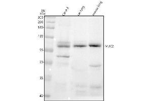 Western blot analysis of MUC2 using anti-MUC2 antibody (ABIN7605621).