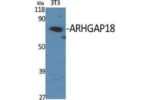 Western Blot (WB) analysis of specific cells using ARHGAP18 Polyclonal Antibody. (ARHGAP18 Antikörper  (C-Term))
