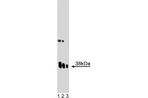 Western Blotting (WB) image for anti-Synaptophysin (SYP) (AA 205-306) antibody (ABIN968694)