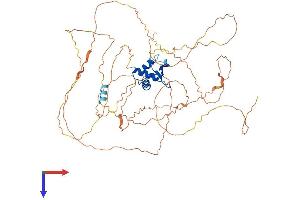 ELF2 Protein (AA 1-593) (His tag)