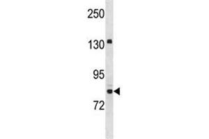 Western Blotting (WB) image for anti-Ubiquitin-Like with PHD and Ring Finger Domains 2, E3 Ubiquitin Protein Ligase (UHRF2) (AA 479-508) antibody (ABIN3029439)