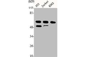 Western Blot analysis of NIH-3T3 Jurkat K562 cells using Cyclin A Polyclonal Antibody (Cyclin A Antikörper  (Internal Region))