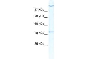 Western Blotting (WB) image for anti-Potassium Voltage-Gated Channel, Subfamily H (Eag-Related), Member 6 (KCNH6) antibody (ABIN2461157) (KCNH6 Antikörper)