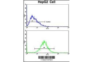 Flow cytometric analysis of HepG2 cells using GCAT Antibody (bottom histogram) compared to a negative control cell (top histogram).