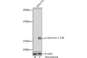Western blot analysis of extracts of NIH/3T3 cells, using Phospho-Stathmin 1-S38 Rabbit pAb (ABIN3019847, ABIN3019848, ABIN3019849 and ABIN1682097) at 1:1000 dilution. (Stathmin 1 Antikörper  (pSer38))