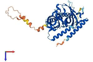 ACOT7 Protein (AA 1-381) (His tag)