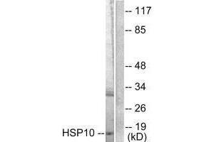 Western blot analysis of extracts from NIH/3T3 cells, using HSP10 antibody. (HSPE1 Antikörper)