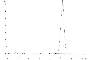 The purity of Human/Cynomolgus/Rhesus macaque ROR1 (39-151, Ig-like Domain) is greater than 95 % as determined by SEC-HPLC.