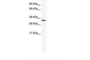 Image no. 1 for anti-Transcription Elongation Factor A Protein 1 (TCEA1) (AA 112-161) antibody (ABIN202195)