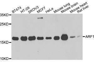 Western blot analysis of extracts of various cell lines, using ARF1 antibody. (ARF1 Antikörper)