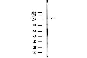 Western blot analysis of lysates from Mouse testis, using BACH1 Antibody at 1/1000 dilution.