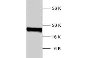 Western blot analysis of human DIABLO polyclonal antibody  expression in HL-60 whole cell lysates. (DIABLO Antikörper  (C-Term))