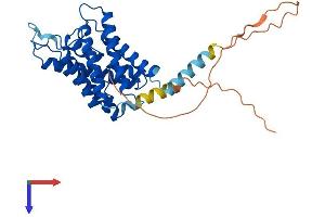 Aquaporin 4 Protein (AQP4) (AA 1-323) (His tag)