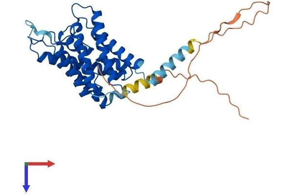 Aquaporin 4 Protein (AQP4) (AA 1-323) (His tag)