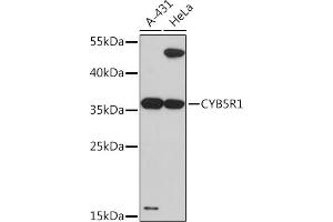 Western blot analysis of extracts of various cell lines, using CYB5R1 Rabbit pAb (ABIN7266630) at 1:3000 dilution. (CYB5R1 Antikörper  (AA 1-305))