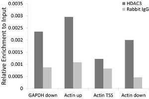 Chromatin immunoprecipitation of extracts of 293T cell line, using HDAC3 antibody (ABIN5971166) and rabbit IgG. (HDAC3 Antikörper)